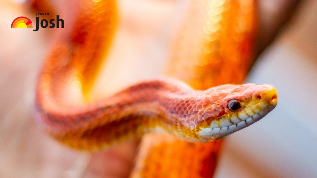 5 Mind-Blowingly Rare Orange Snakes that You’ve (Probably) Never Heard of