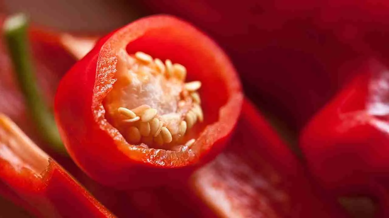 hottest chilli in india