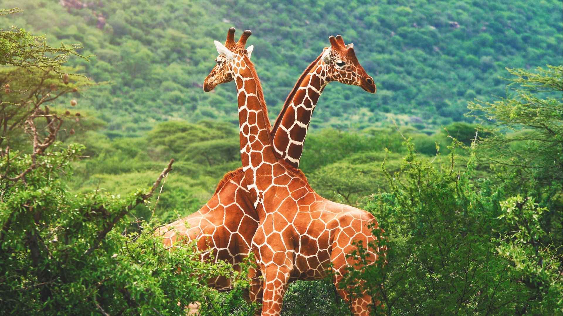 Ever Wondered Which is the Tallest Animal in the World? Read Now!