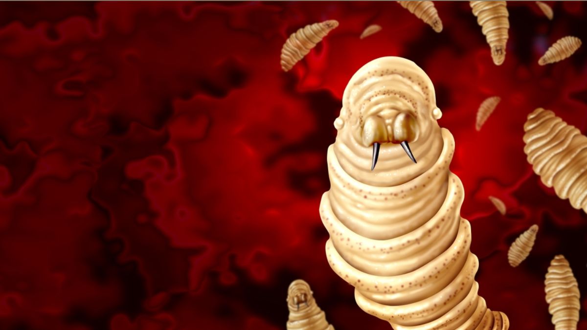 What is New World Screwworm? All You Need to Know