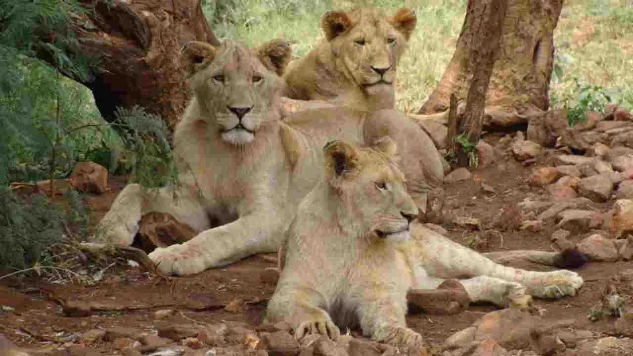 Country With Most Number Of Lions In The World