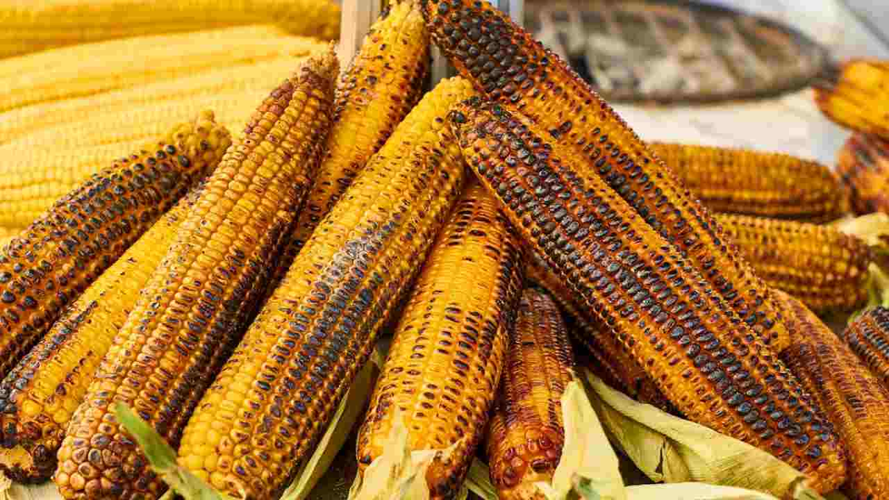 बिहार में मक्का का सबसे बड़ा उत्पादक जिला कौन सा है? जानें यहां