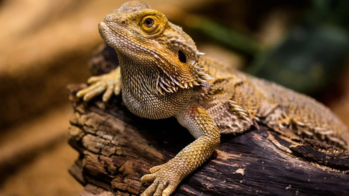 Largest Lizards in the World