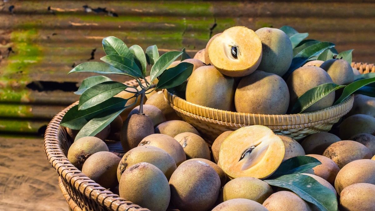 What is Chiku Called in English?