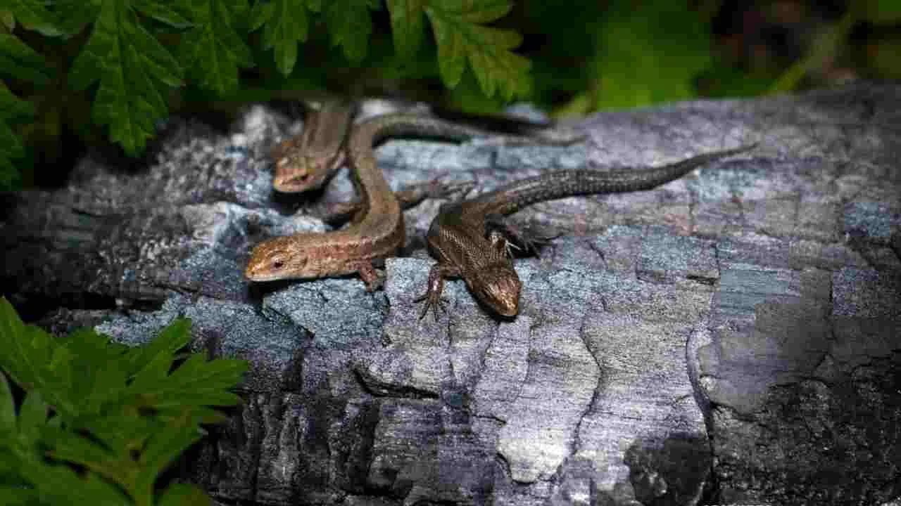 Which Are The 5 Largest Lizards In The World