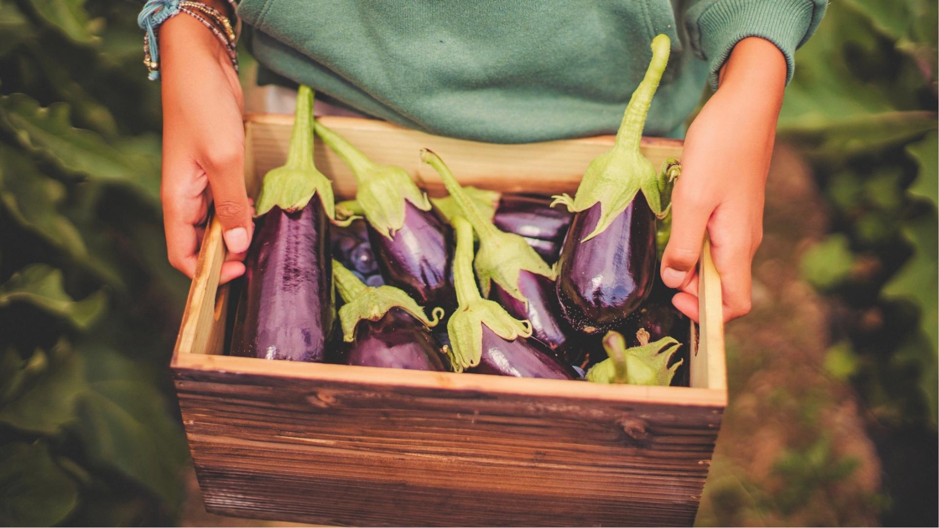 Is Brinjal a Fruit or Vegetable? Trivia Facts You Didn’t Know!