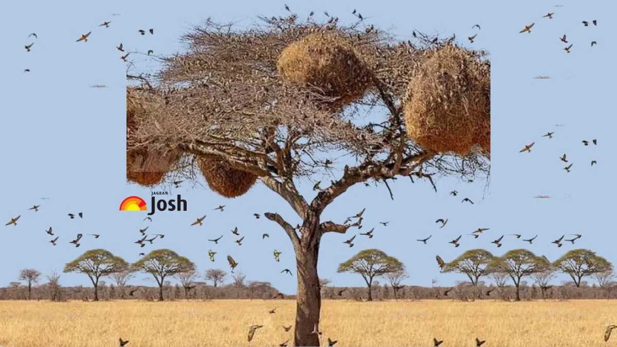 Find the Hidden Owl in this Savannah Landscape Optical Illusion