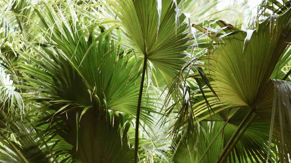 Which U.S. State is Known as the Palmetto State?