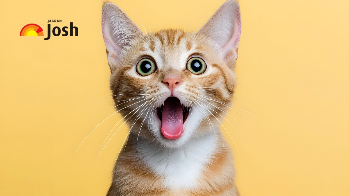 What is the Scientific Name of a Cat?