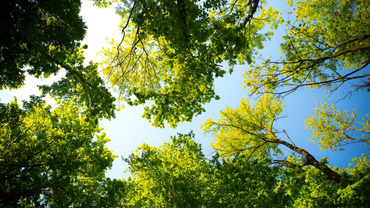 Which is the Smallest Tree in the World?