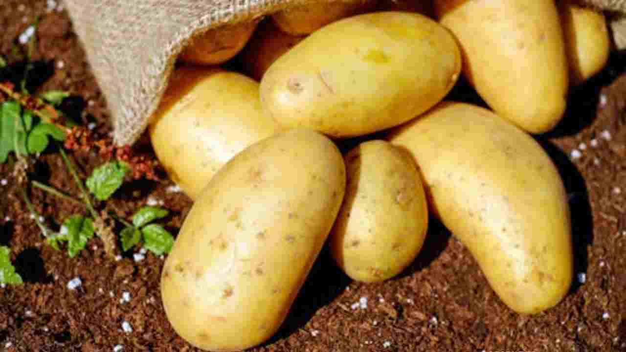 विश्व में आलू का सबसे बड़ा उत्पादक देश कौन सा है? यहां देखें पूरी लिस्ट