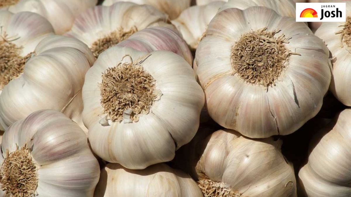 भारत का कौन-सा जिला कहलाता है ‘लहसुन का शहर’, जानें क्या है नाम
