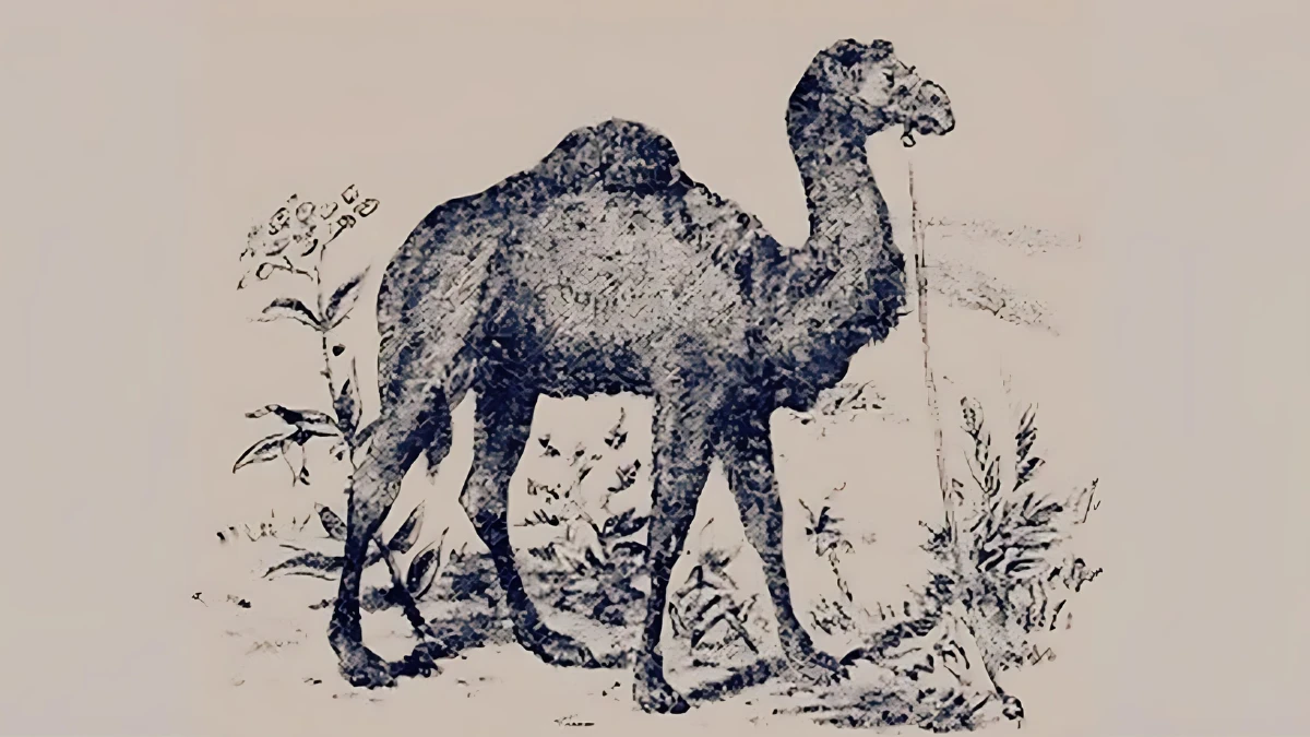 You’ve 20/20 Vision If You Can Find Two Hidden Faces In This Vintage Optical Illusion Picture In 11 Seconds!