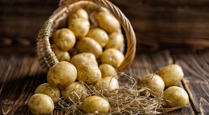 What is the Scientific Name of Potato?
