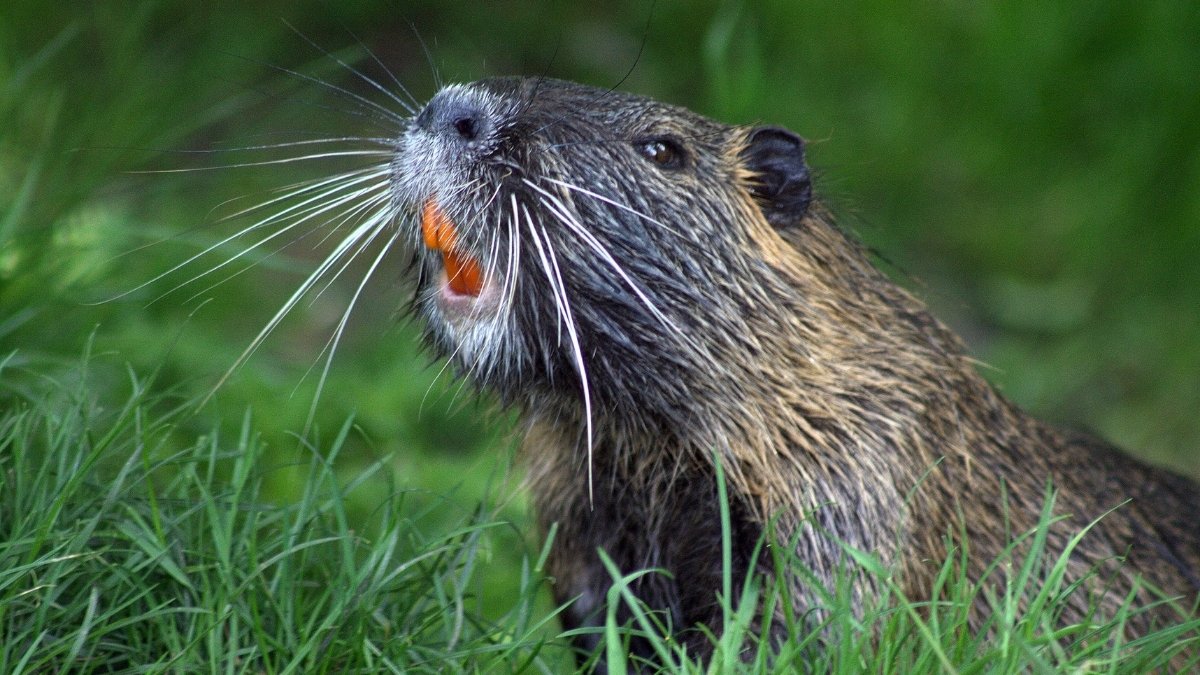 Which US State is Known as the 'Beaver State'? (Explained)