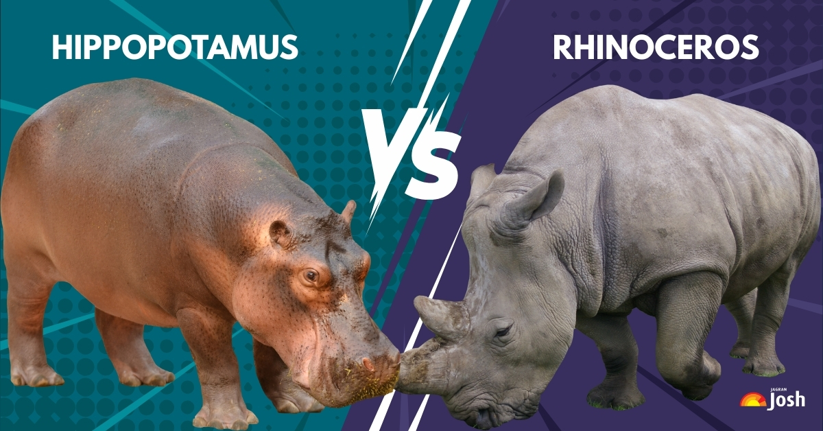 Hippo vs Rhino: Check the Key Differences