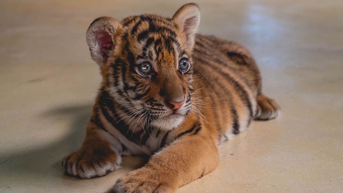 Unknown Facts About Baby Tigers