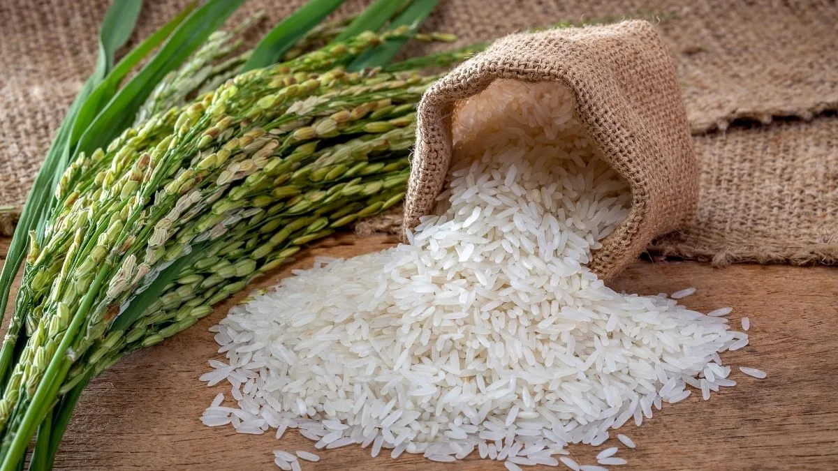 The scientific name of rice.