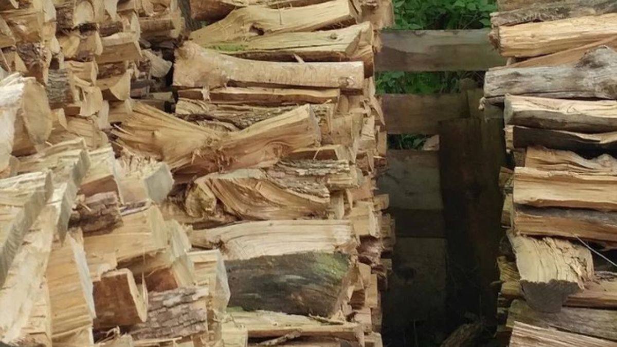 If You Have 20/20 Vision, Then Spot The Cat In 15 Seconds!
