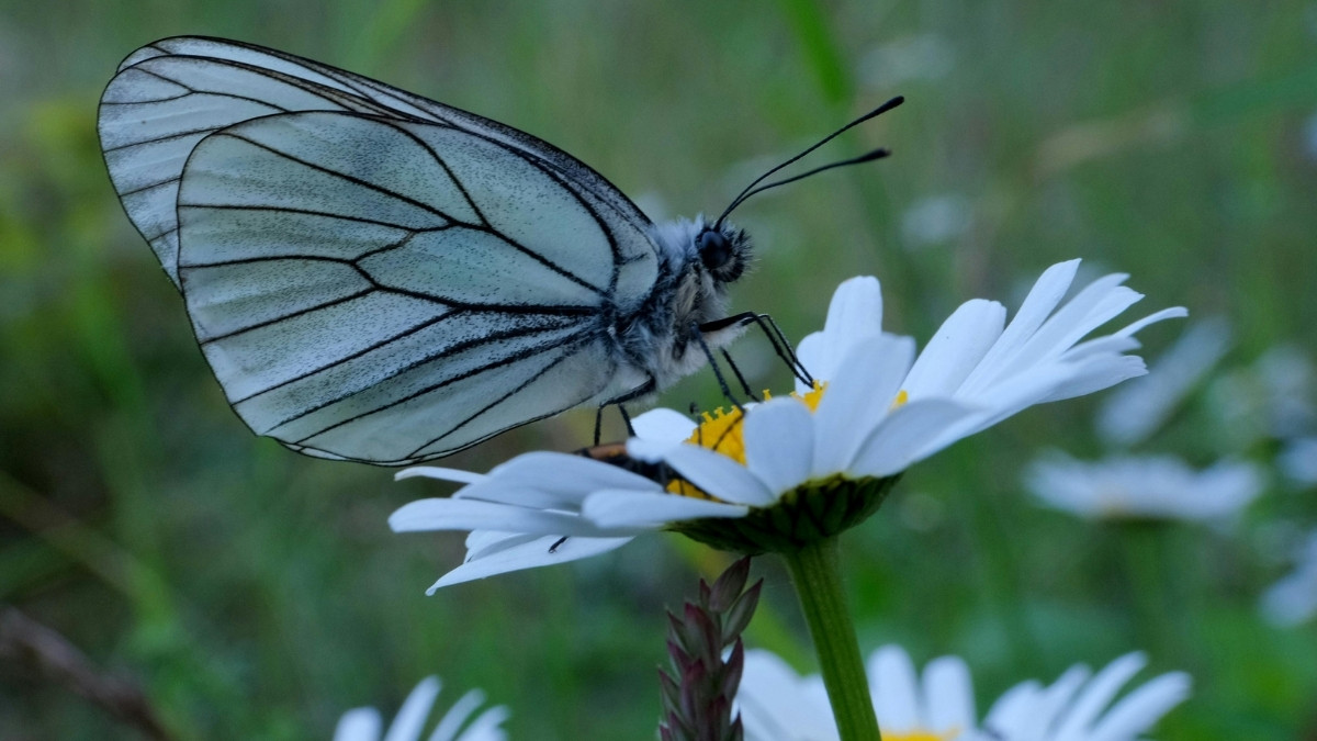 List of 7 Most Beautiful Butterflies in the World (Ranked)