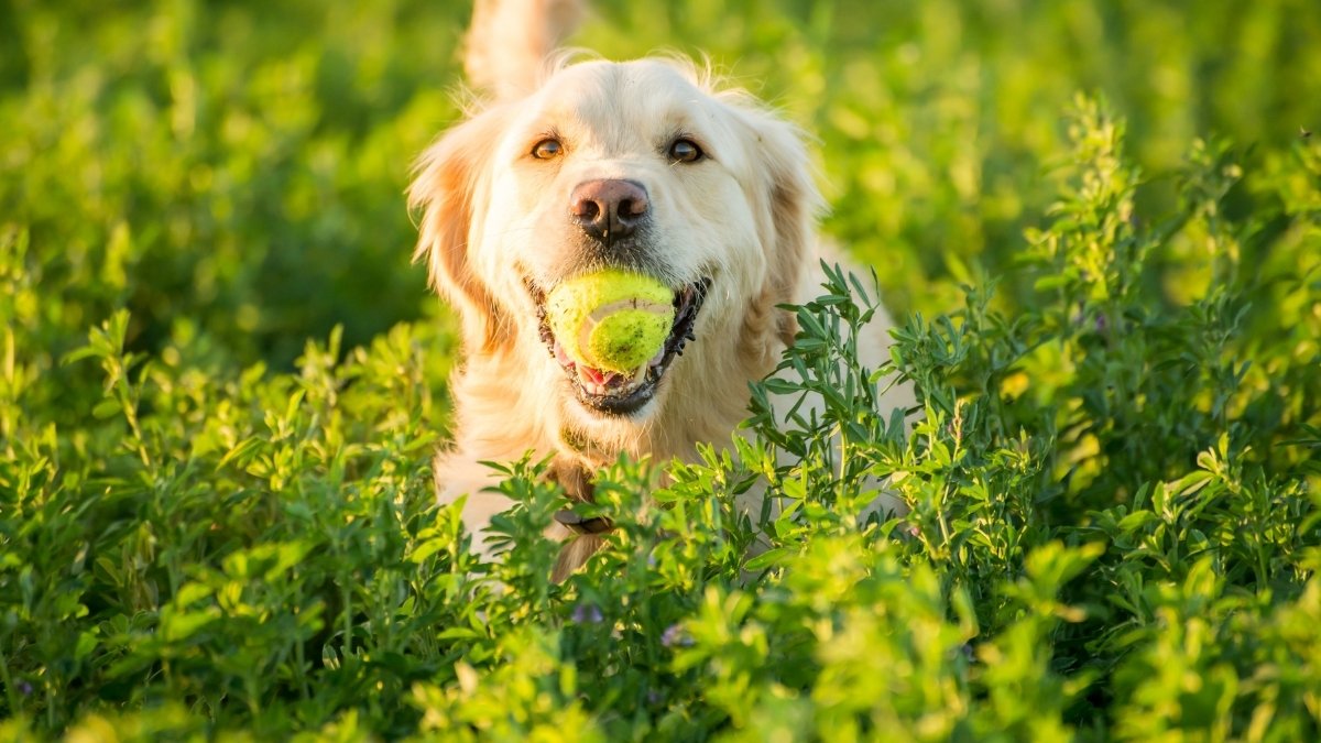 What is the Scientific Name of Dog? Check its Breeds and Interesting Facts