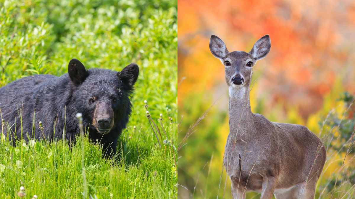 List of Official State Animals for All 50 U.S. States