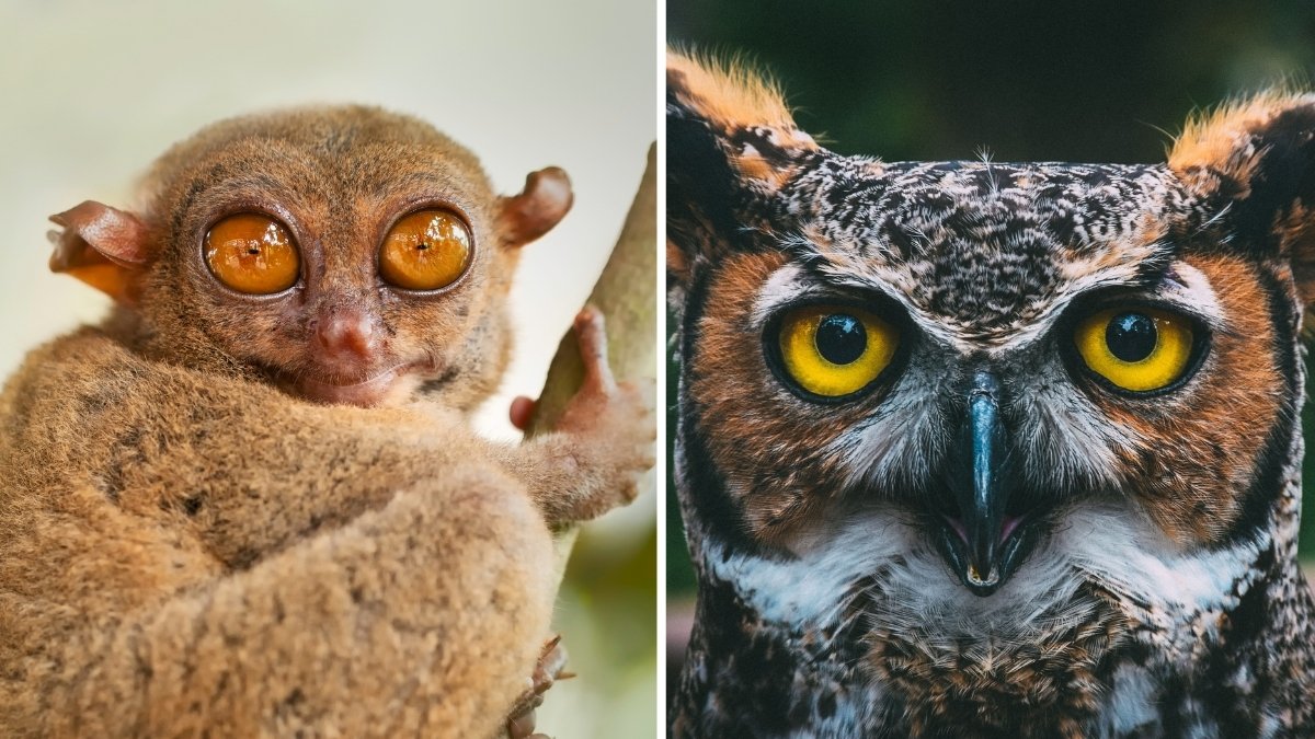 List of 7 Animals with Biggest Eyes in the World and Why So? (Explained)