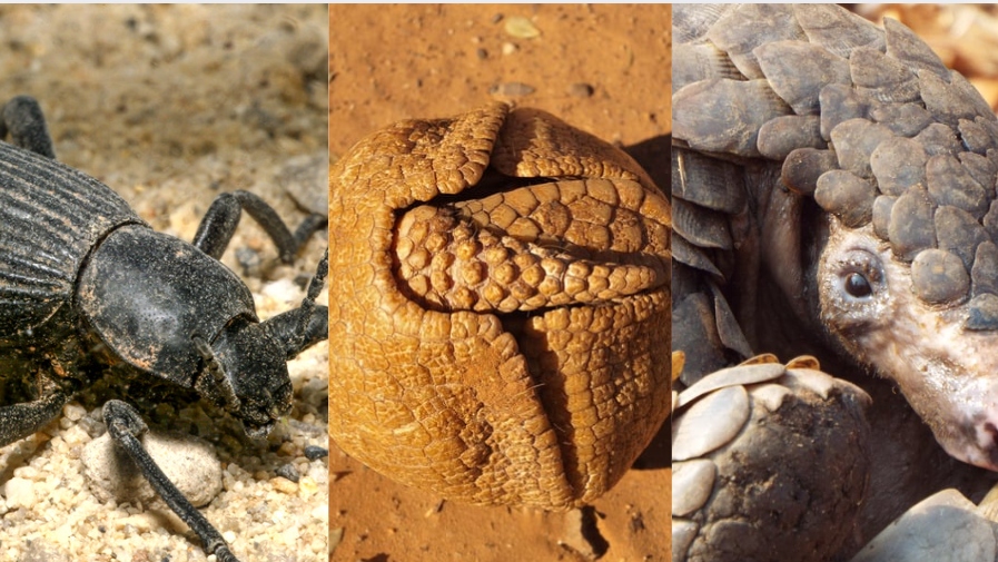 List of 9 Animals with the Hardest Shell (and Armour) on Earth: Ranked