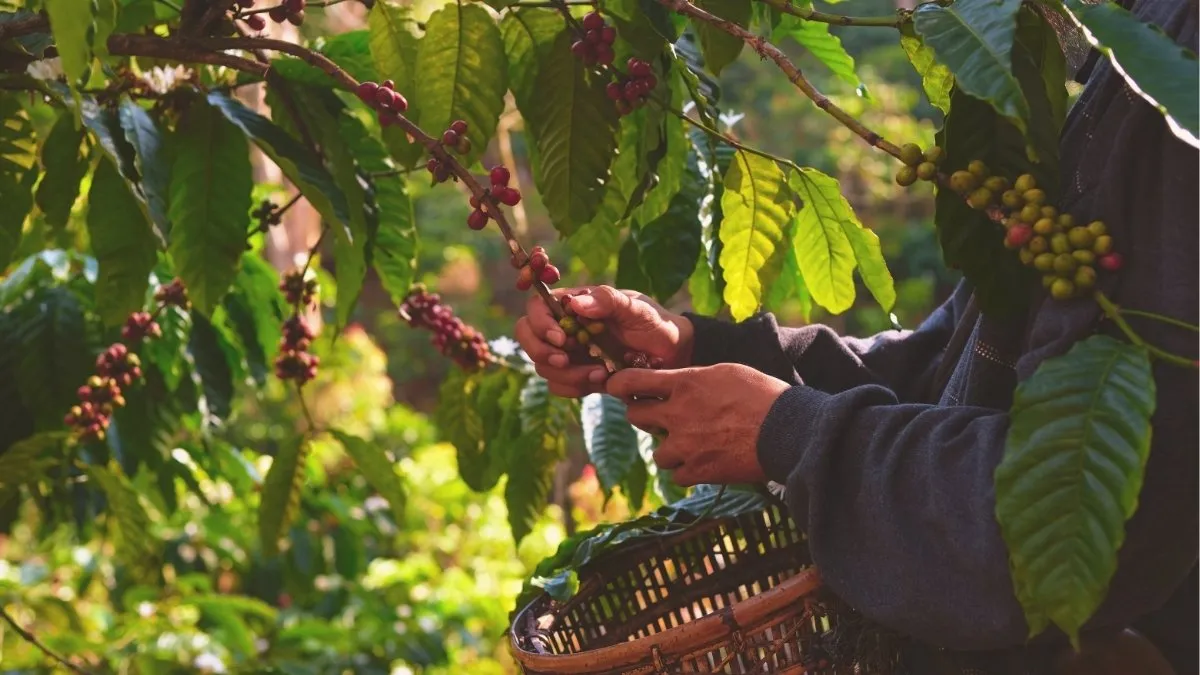 Coffee Production in the U.S.: Coffee Beans being harvested in Hawaii.