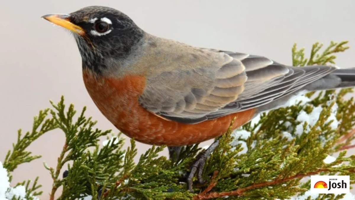 Types of Birds: Check Names, Trivia Facts, and Unique Species!