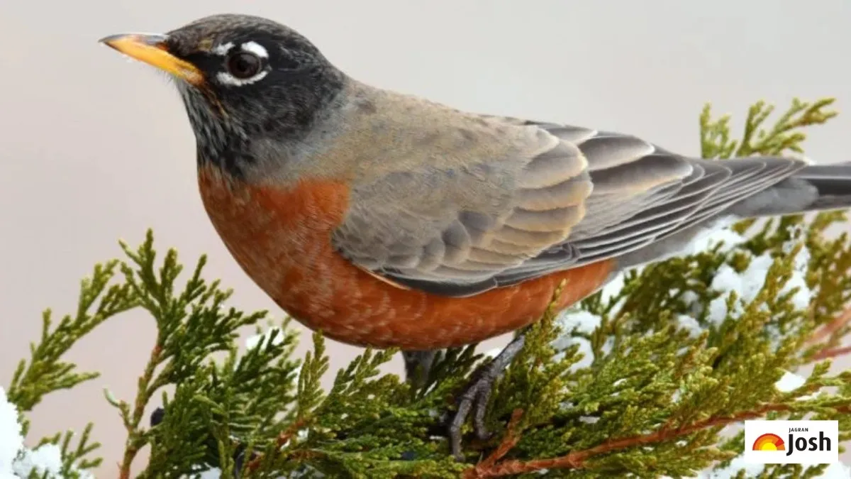Types of Birds: Explore Global Species and Trivia Here!