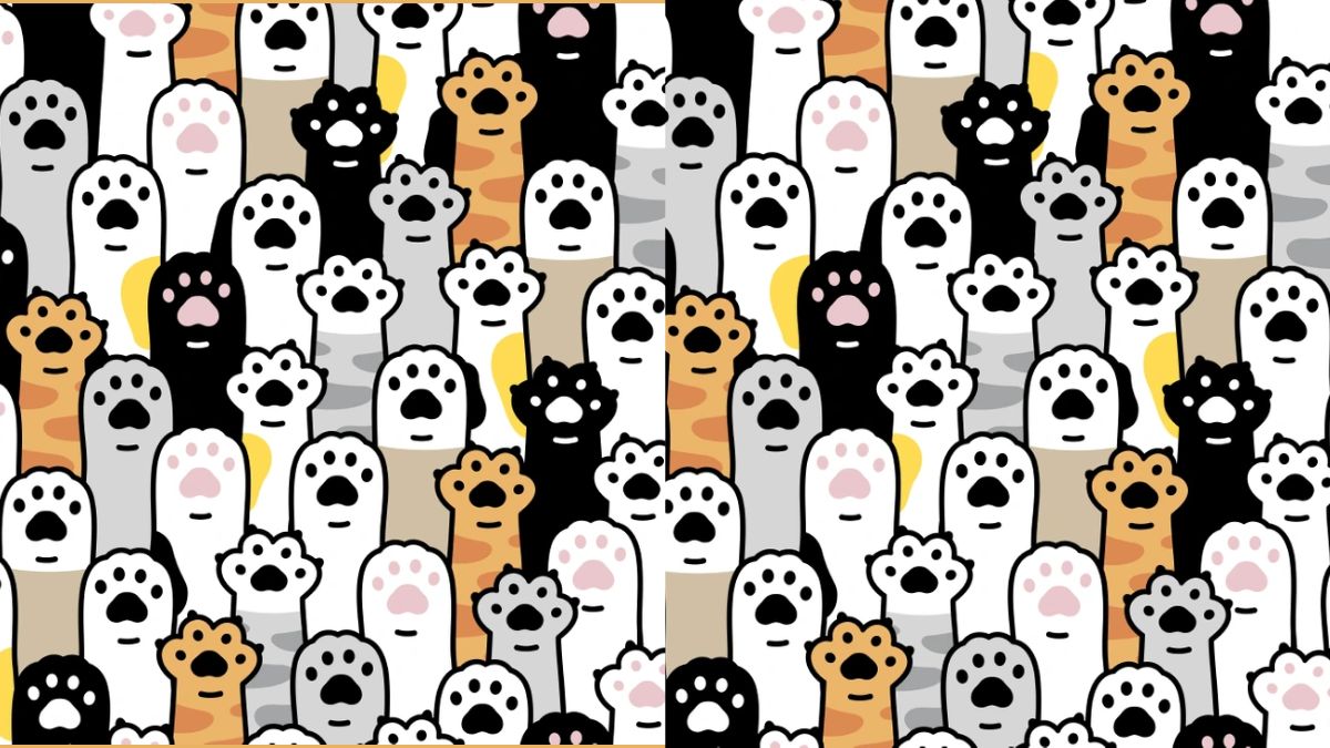 Only the Top 1% Can Find the Hidden Heart Among these Little Animal Paws in this Optical Illusion IQ Test