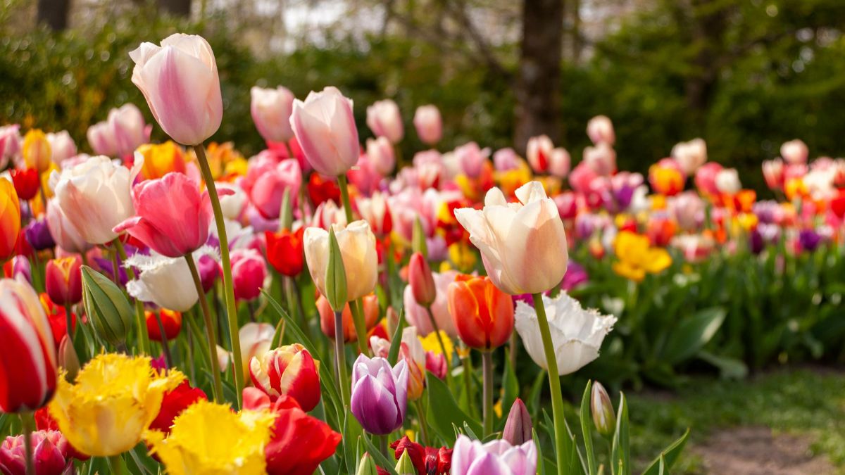 5 Indian States That Grow Most of the Tulips