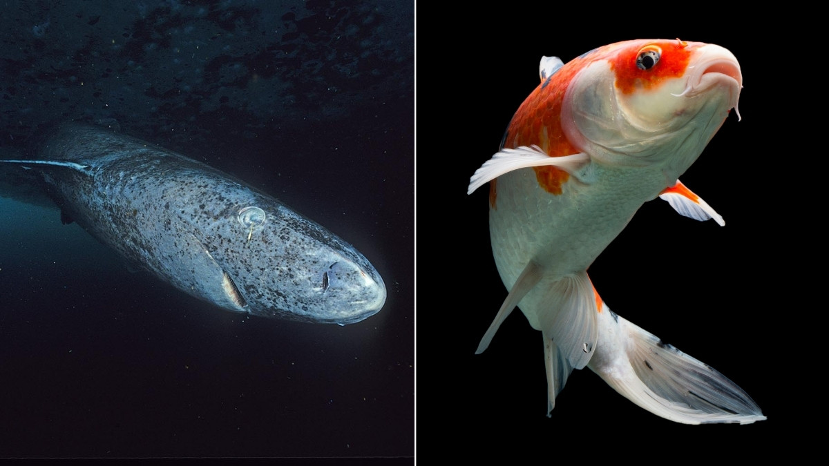 List of Top 9 Oldest Animals in the World 2025 that are still Alive