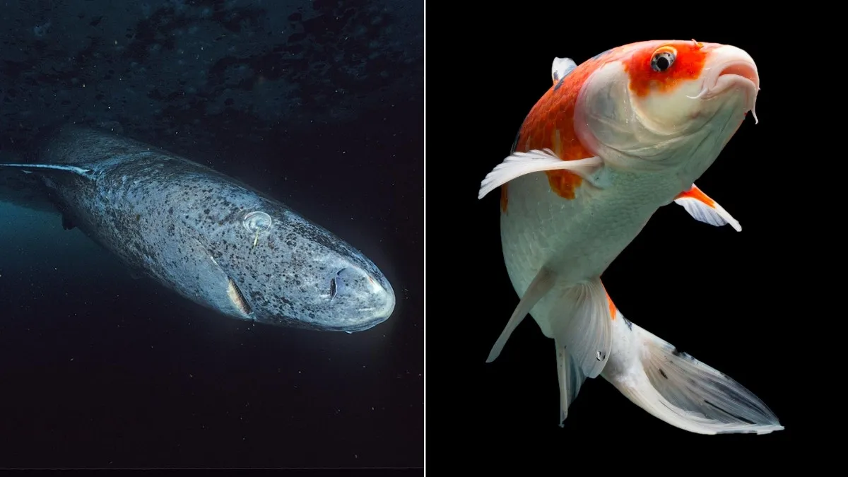The oldest animals in the world.