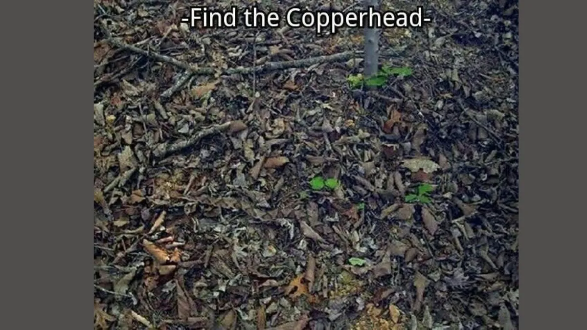 Spot the Hidden Copperhead Snake in this Nature’s Perfect Camouflage Optical Illusion