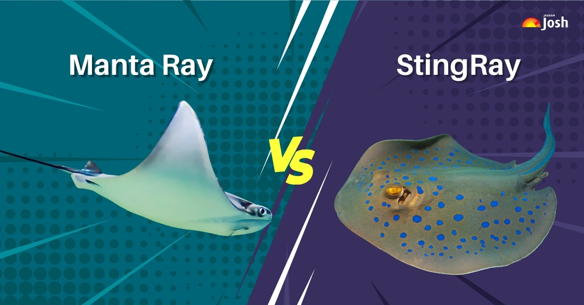 Manta Ray vs Stingray: What's the Difference?