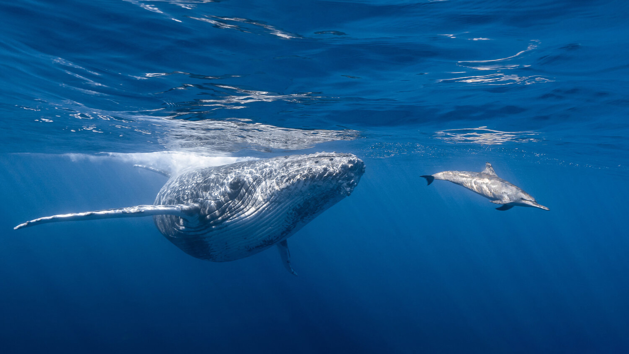 Which is the Loudest Animal in the World?