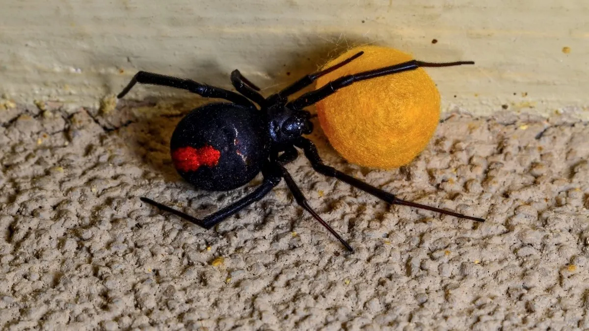 Redback Spider - Scientific name