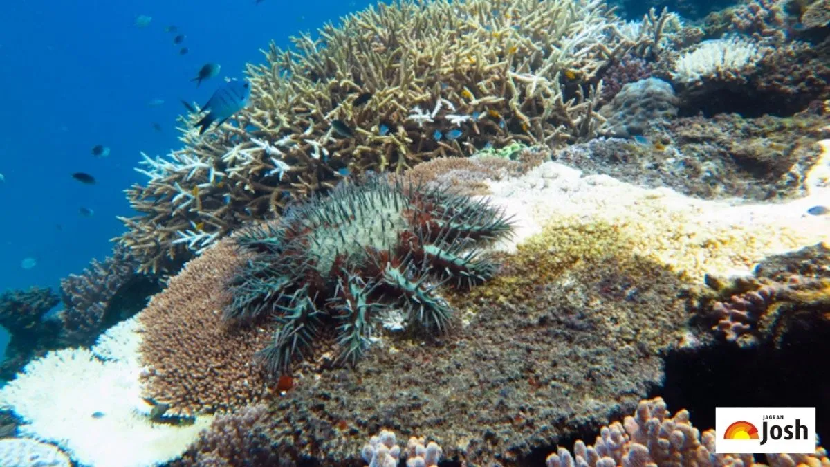 List of Top 9 Famous Coral Reefs in the World