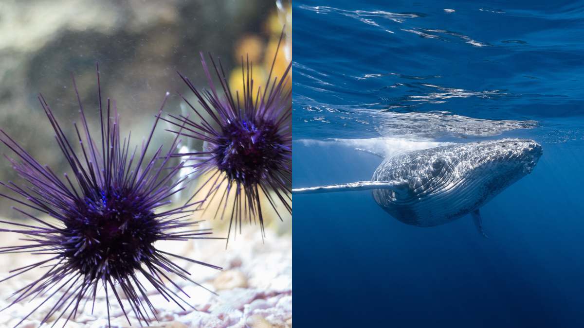 List of Top 10 Animals with the Longest Life Span in the World