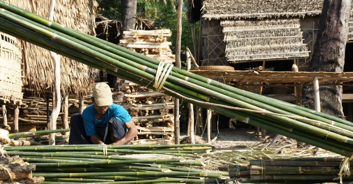List of 7 Largest Bamboo-Producing Countries in the World