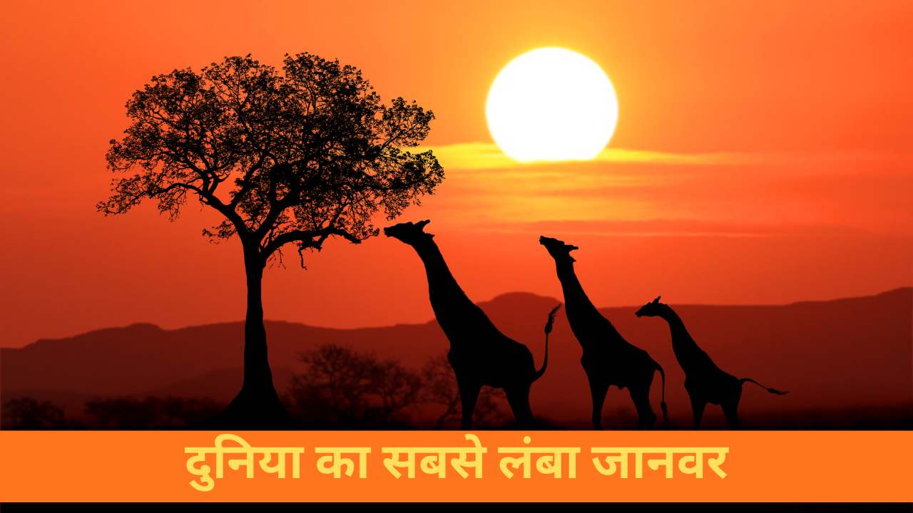 क्या आपने कभी सोचा है कि दुनिया का सबसे लंबा जानवर कौन है?