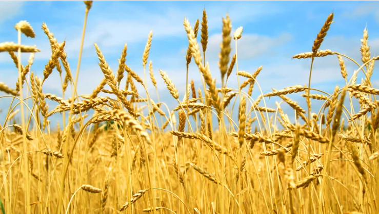 Top 10 Wheat Producing Countries in the World (2025)