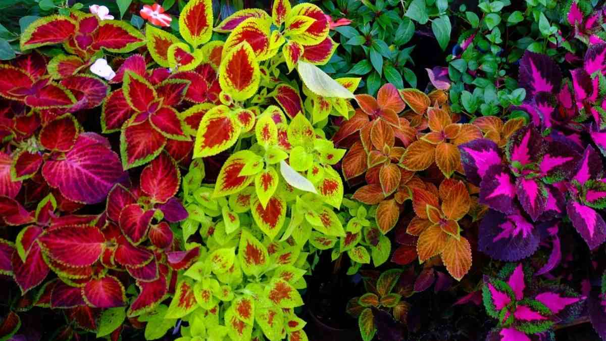 List of Top 10 Glowing Plants in the World