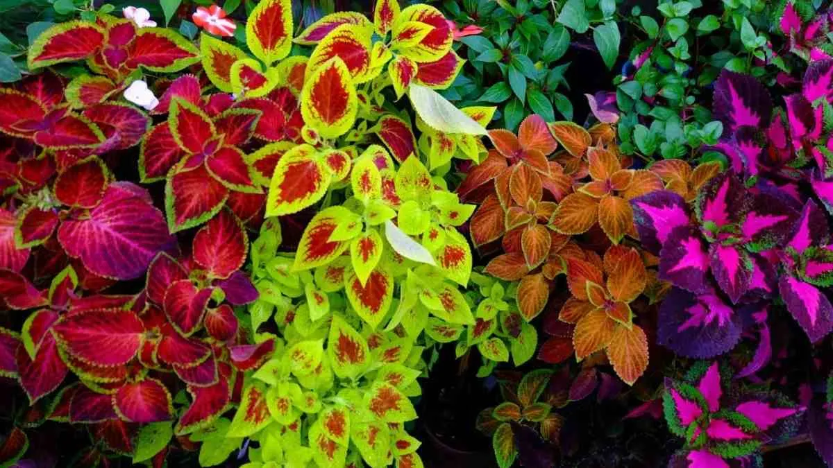List of Top 10 Glowing Plants in the World