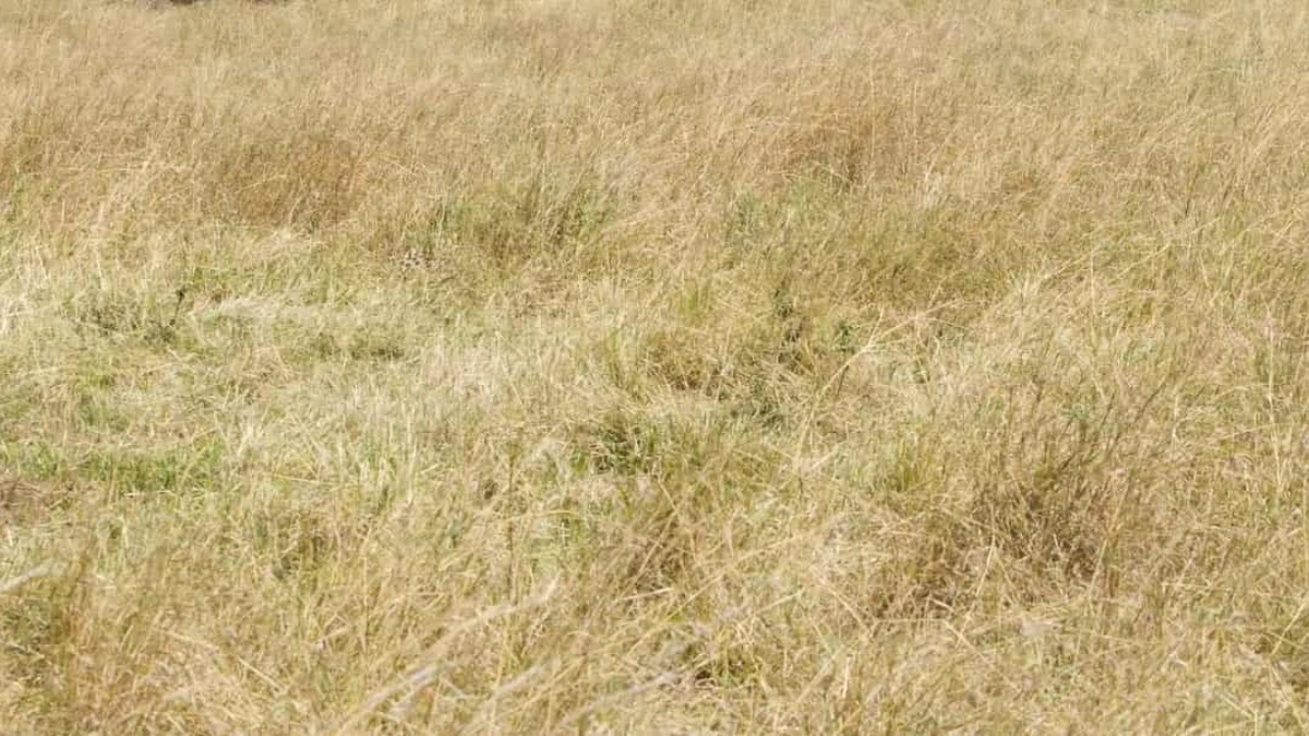 Visual Illusion: Only 1% with Eagle Eyes Can Spot the Cheetah in 7 Seconds!