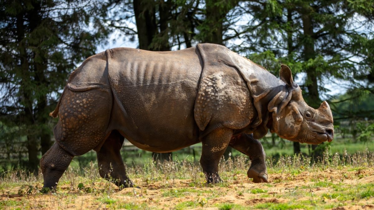 List of Rhino Parks in India: Check their Current Population & Facts