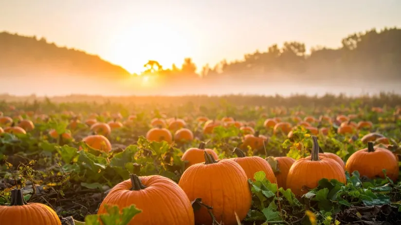 States that produce the most pumpkins.