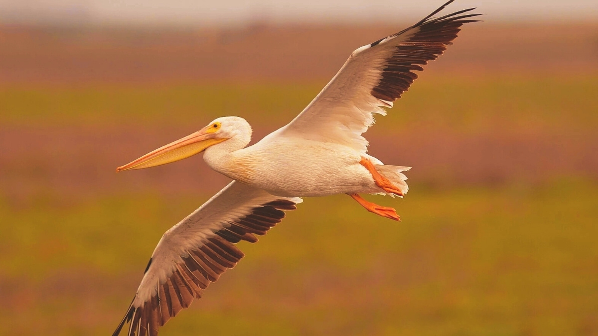Which U.S. State is Known as the 'Pelican State'? Check Here!
